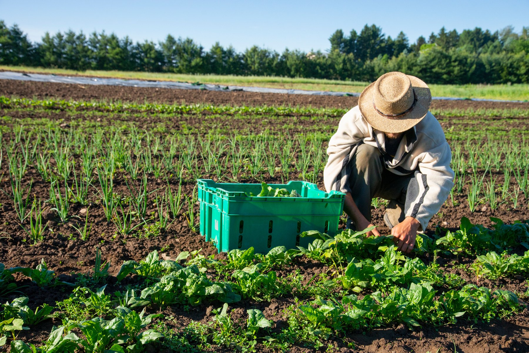 Organic vegetable farming